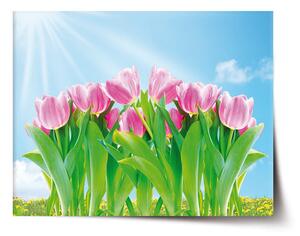 Sablio Plakát Růžové tulipány - 60x40 cm