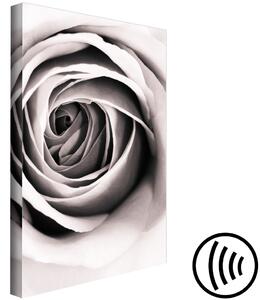 Obraz Poupě čerstvé růže (1-dílný) - květ v bílo-šedém provedení