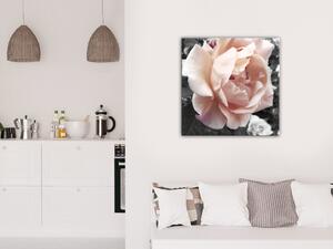 Obraz Unikátní růže (1 díl) - Květ na šedém pozadí