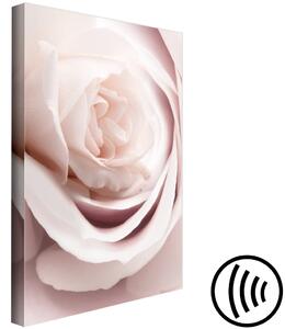 Obraz Pastelový půvab (1-dílný) - Rozkvétající květ růže v přírodě