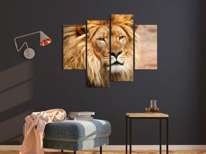 Obraz Leví král (4-dílný) oranžový - divoká kočka na pozadí Afriky