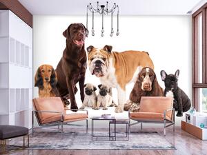 Fototapeta Portrét zvířat - psi s hnědým labradorem v centru na bílém pozadí