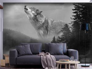Fototapeta Lesní krajina - černobílý vlk v mlhavém lese u jezera