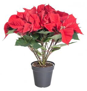 Vánoční hvězda, Poinsettia, vícevýhonová, vysoká 40 cm, červená