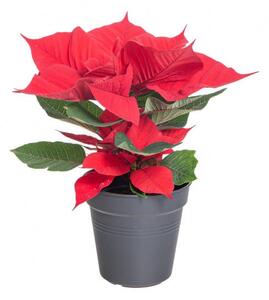 Vánoční hvězda, Poinsettia, 1 výhonová, vysoká 30 cm, červená