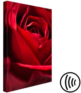Obraz Červený květ (1-dílný) - Detail na jemné okvětní lístky růže
