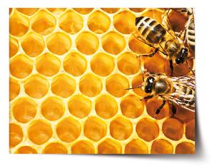 Sablio Plakát Včely - 60x40 cm