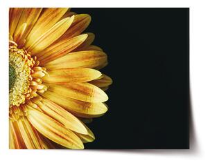 Sablio Plakát žlutá gerbera - 60x40 cm