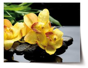 Sablio Plakát Žluté orchideje - 60x40 cm
