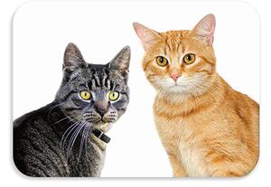 Dětská podložka na stůl 56x37 cm DOGS & CATS Varianta: Catzy