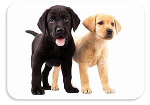 Dětská podložka na stůl 56x37 cm DOGS & CATS Varianta: Pupini