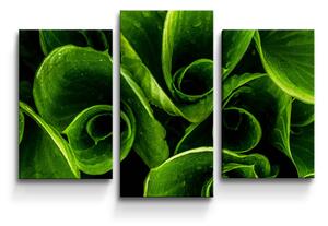 Sablio Obraz - 3-dílný Zelené listy - 75x50 cm
