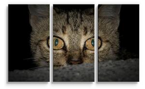 Sablio Obraz - 3-dílný Kočka - 120x80 cm