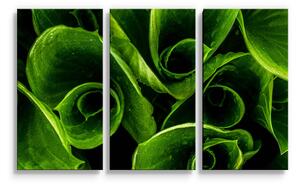 Sablio Obraz - 3-dílný Zelené listy - 120x80 cm