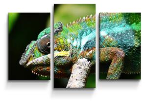 Sablio Obraz - 3-dílný Chameleon - 75x50 cm