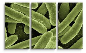 Sablio Obraz - 3-dílný Bakterie - 120x80 cm