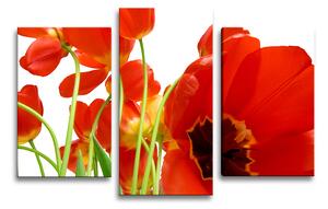 Sablio Obraz - 3-dílný Tulipány - 75x50 cm