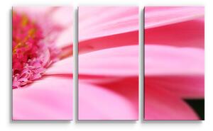 Sablio Obraz - 3-dílný Růžová gerbera - 120x80 cm