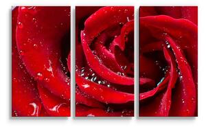 Sablio Obraz - 3-dílný Růže - 120x80 cm