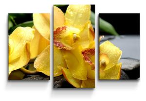 Sablio Obraz - 3-dílný Žluté orchideje - 75x50 cm