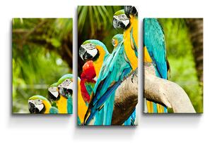 Sablio Obraz - 3-dílný Papoušci na větvi - 75x50 cm