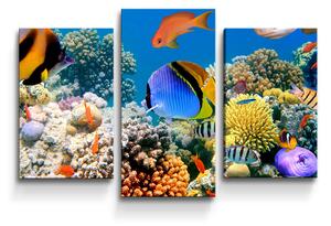 Sablio Obraz - 3-dílný Korálový útes - 75x50 cm