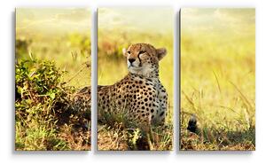 Sablio Obraz - 3-dílný Gepard - 120x80 cm