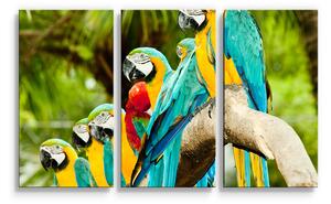 Sablio Obraz - 3-dílný Papoušci na větvi - 120x80 cm