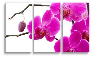 Sablio Obraz - 3-dílný Fialové orchideje - 120x80 cm