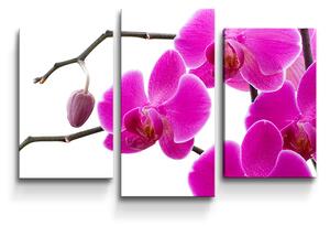 Sablio Obraz - 3-dílný Fialové orchideje - 75x50 cm