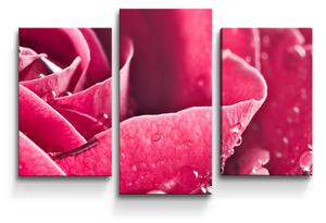 Sablio Obraz - 3-dílný Detail růže - 75x50 cm