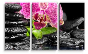Sablio Obraz - 3-dílný Orchidej na kamenech - 120x80 cm