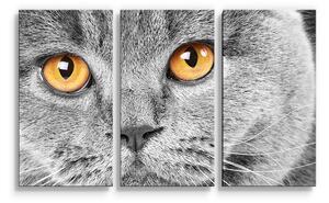 Sablio Obraz - 3-dílný Kočičí pohled - 120x80 cm