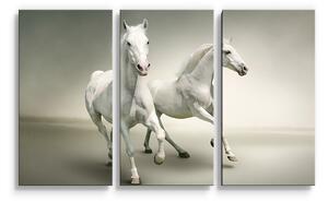 Sablio Obraz - 3-dílný Dva bílí koně - 120x80 cm