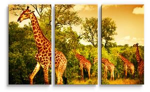 Sablio Obraz - 3-dílný Žirafy - 120x80 cm