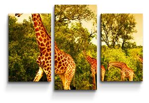 Sablio Obraz - 3-dílný Žirafy - 75x50 cm