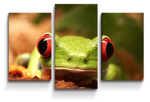 Sablio Obraz - 3-dílný Zelená žába - 75x50 cm