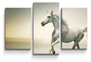 Sablio Obraz - 3-dílný Bílý kůň 2 - 75x50 cm
