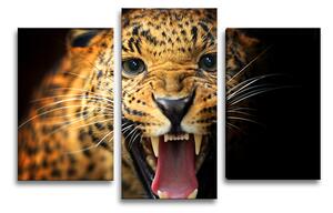 Sablio Obraz - 3-dílný Gepard 2 - 75x50 cm