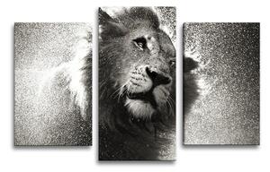 Sablio Obraz - 3-dílný Mokrý lev - 75x50 cm