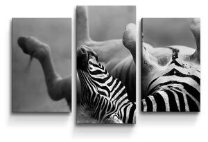 Sablio Obraz - 3-dílný Válející se zebra - 75x50 cm