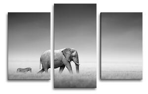 Sablio Obraz - 3-dílný Slon a zebra - 75x50 cm