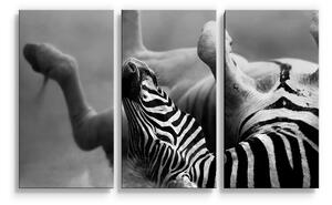 Sablio Obraz - 3-dílný Válející se zebra - 120x80 cm