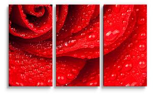 Sablio Obraz - 3-dílný Květ růže - 120x80 cm