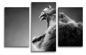 Sablio Obraz - 3-dílný Řvoucí lev - 75x50 cm