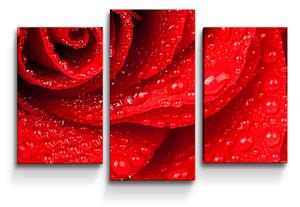 Sablio Obraz - 3-dílný Květ růže - 75x50 cm