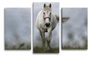 Sablio Obraz - 3-dílný Bílý kůň 3 - 75x50 cm