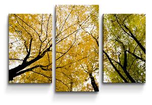 Sablio Obraz - 3-dílný Koruny stromů - 75x50 cm
