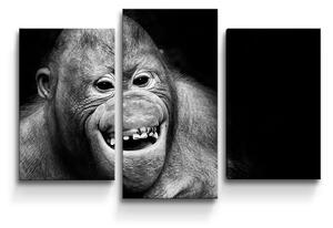 Sablio Obraz - 3-dílný Orangutan - 75x50 cm