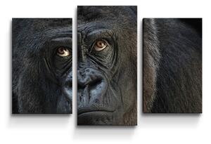 Sablio Obraz - 3-dílný Gorila - 75x50 cm